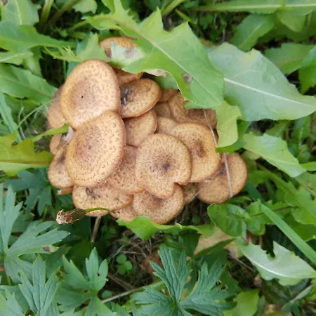 M * Микуличин