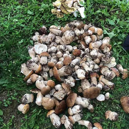 M Вилла Микуличин