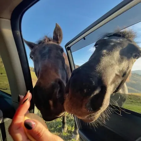 M * Микуличин