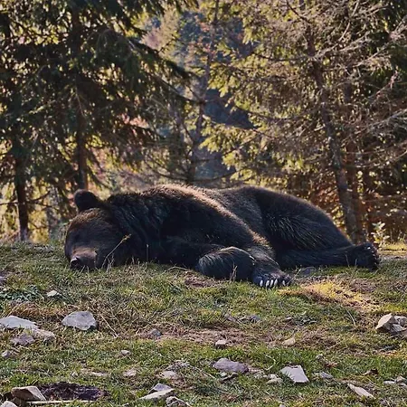 Вилла M Микуличин