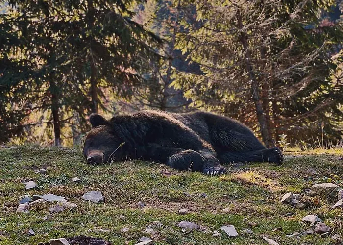 Villa M Mykulytjyn